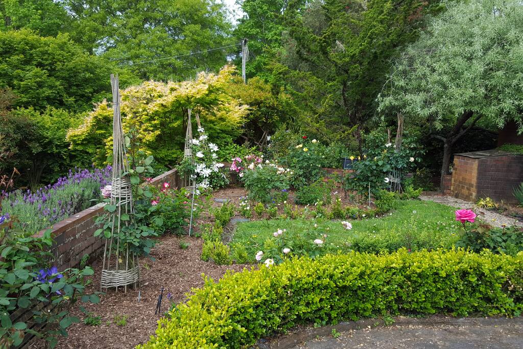 The rose garden
