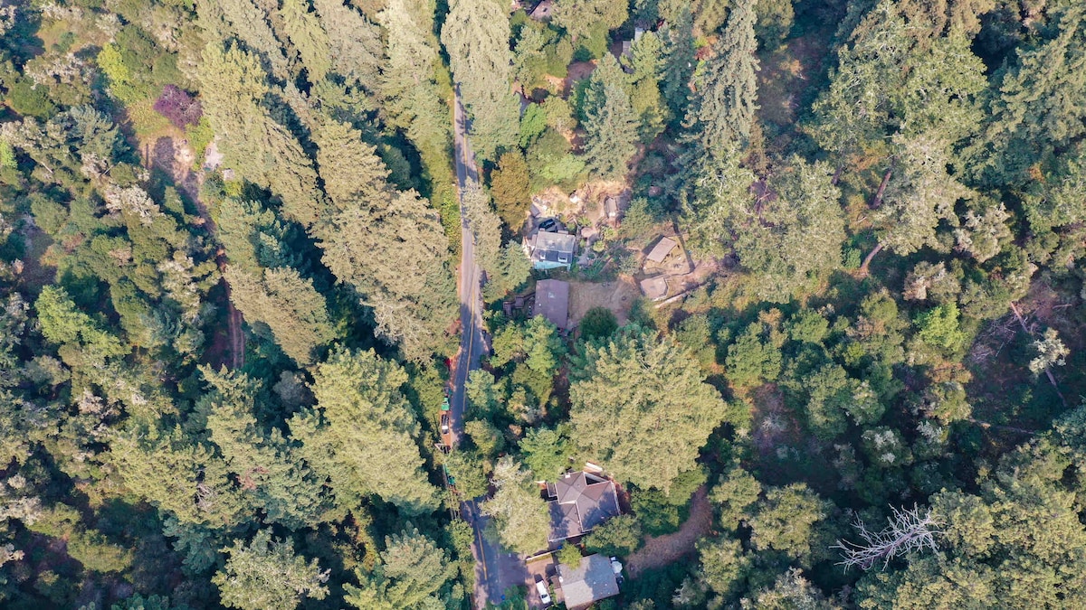 An aerial view captures the homestead nestled within a dense forest of towering green trees. The surrounding area features a winding road, with the main house and accommodations visible amid the abundant foliage, creating a sense of privacy and tranquility.
