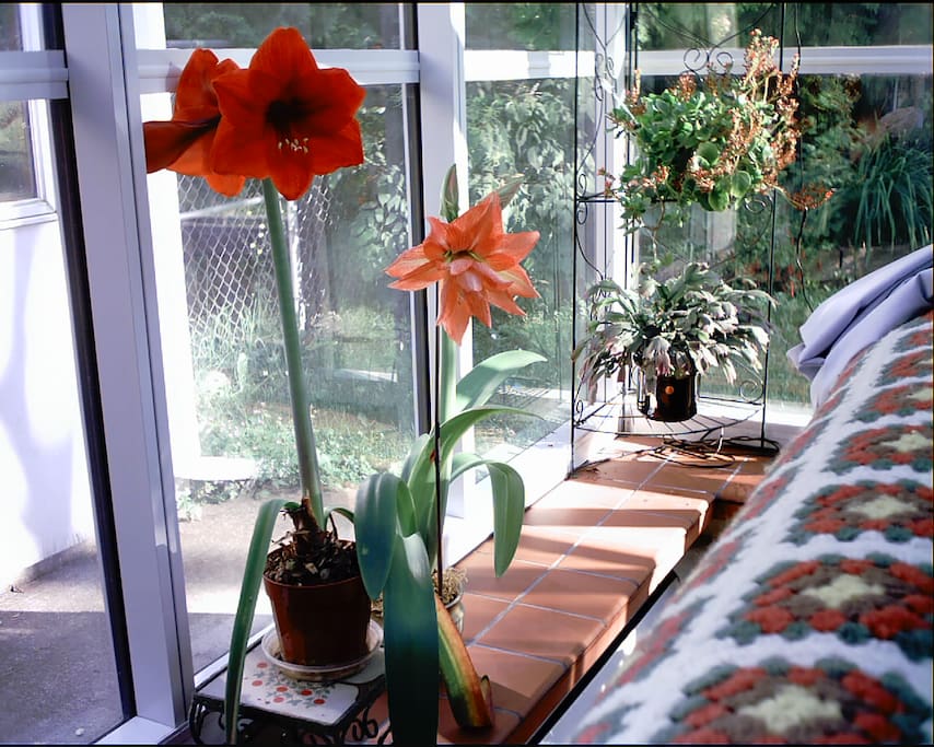 SOLARIUM SPRING FLOWERS