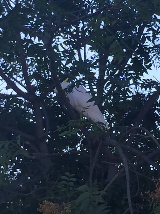 Natural wildlife