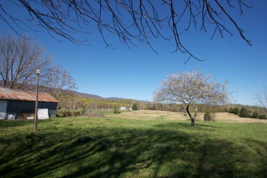 Backyard view, Property continues into the wooded area.