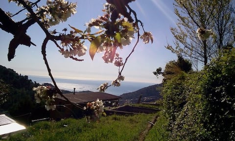 Organic Farm 15 min from Monaco
 between the sea and the mountains