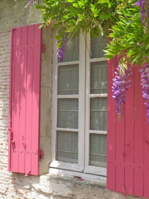 The wisteria beginning to blossom