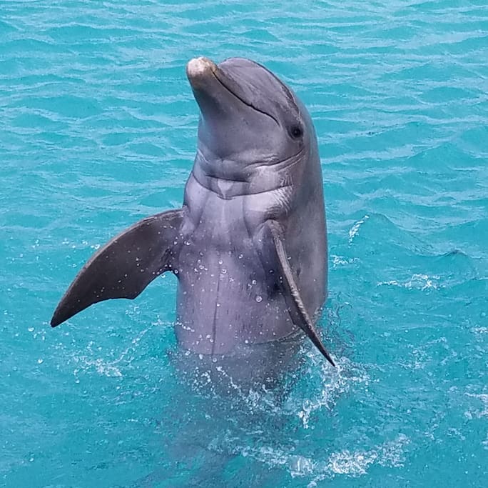 Swim with the dolphins at the Turtle Farm