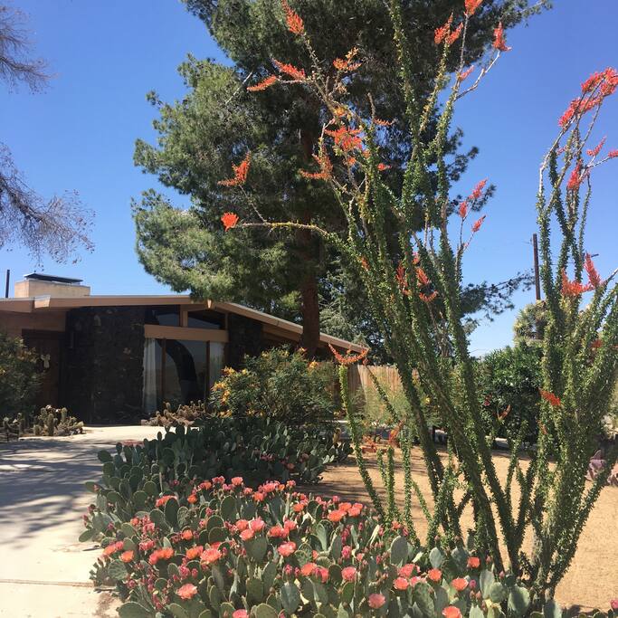 Summer bloom!