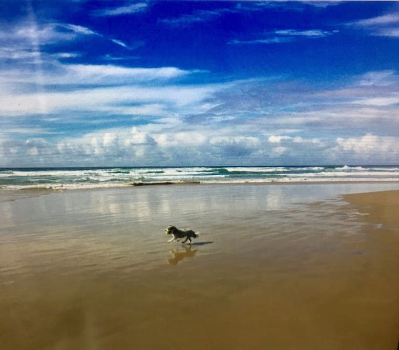 Dog beach