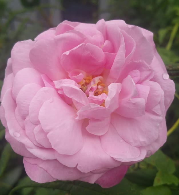 Det blommar rikligt, Välkommen att slå dig ner i trädgården.