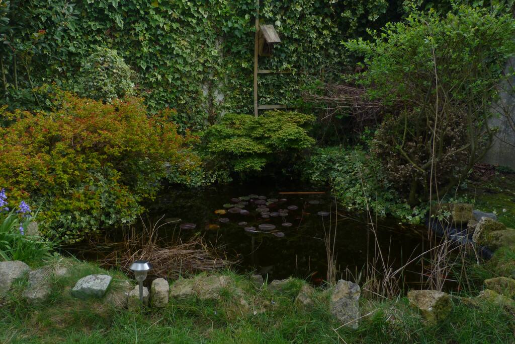 Petit coin zen : au bonheur des poissons et grenouilles