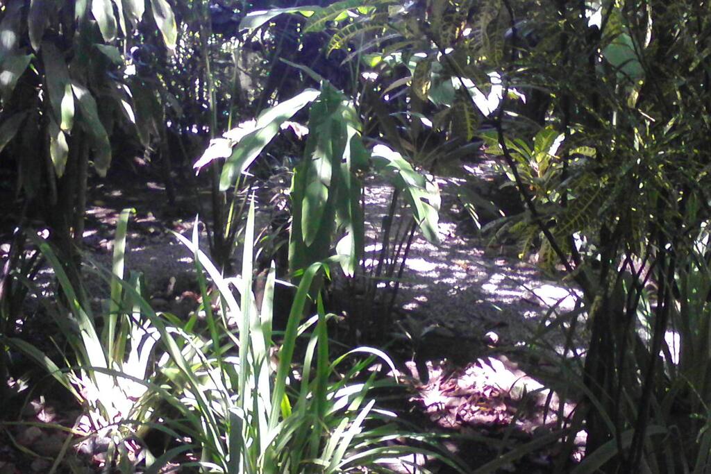The garden