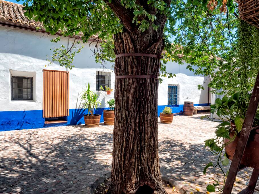 Patio-Entrada