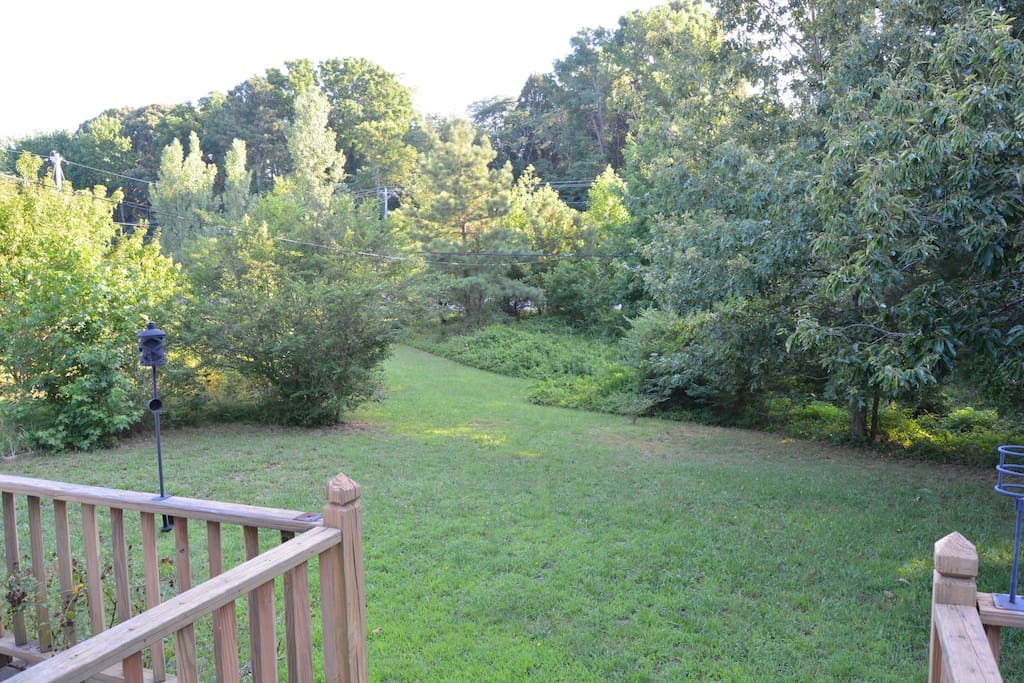 There's a bunny that often hangs out in the yard.