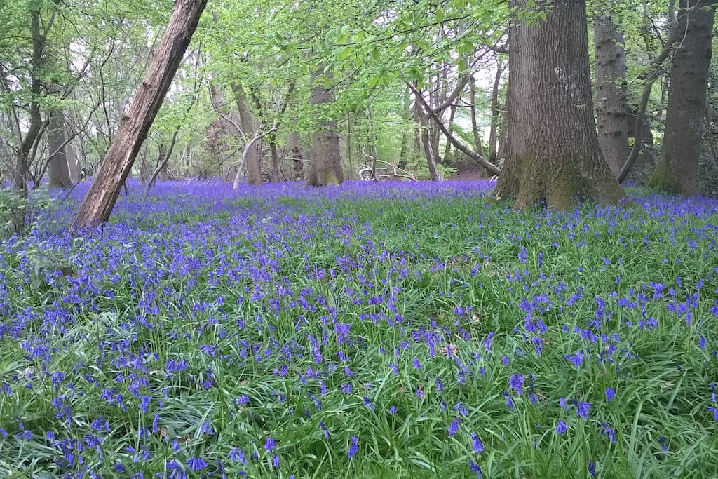 Bluebells in the woods. Enjoy them in April and May