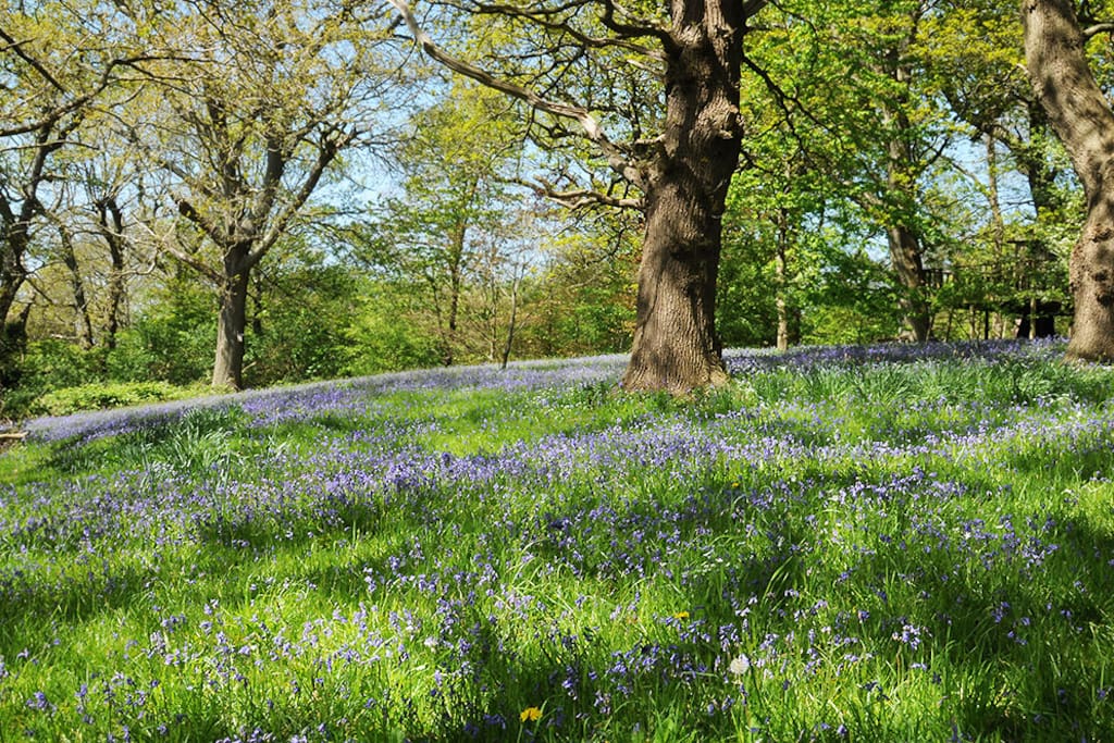 Bluebell wood
