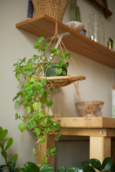 plants
