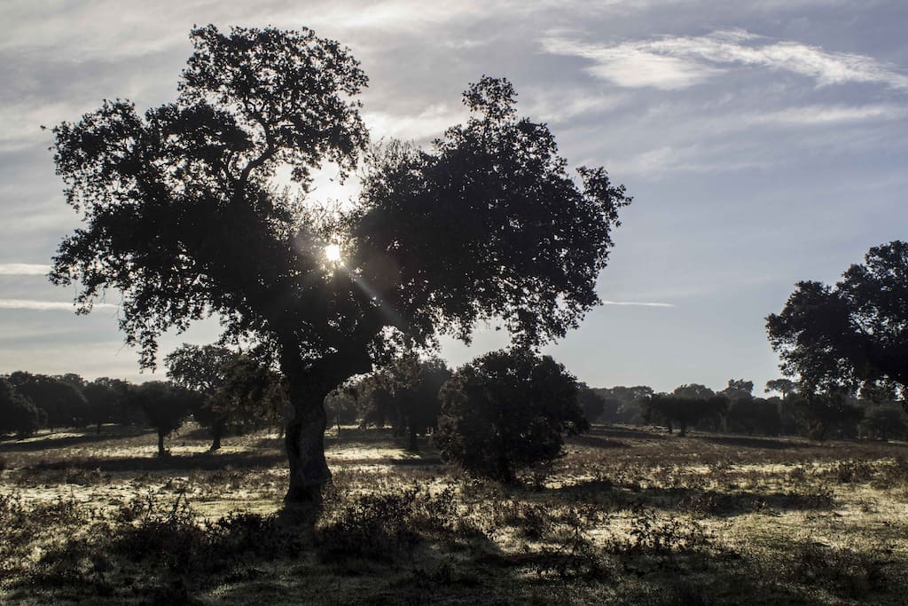 encinas y bellotas, cerros y horizontes