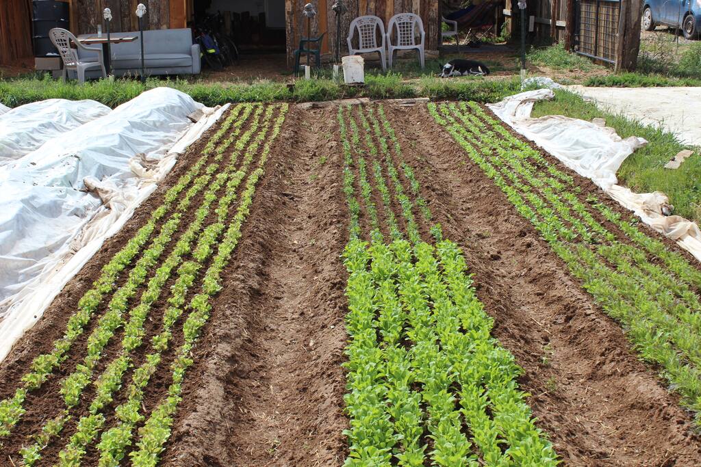 Mixed greens
