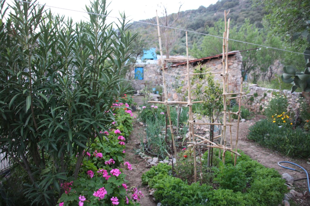 Garden in Spring