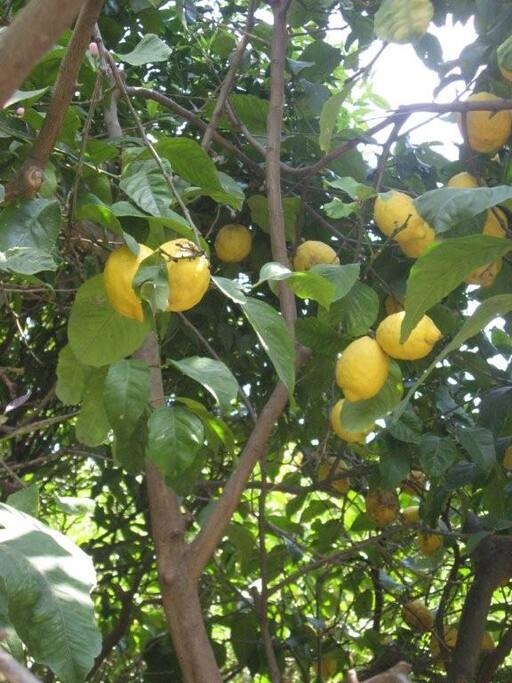 Limoni in giardino
