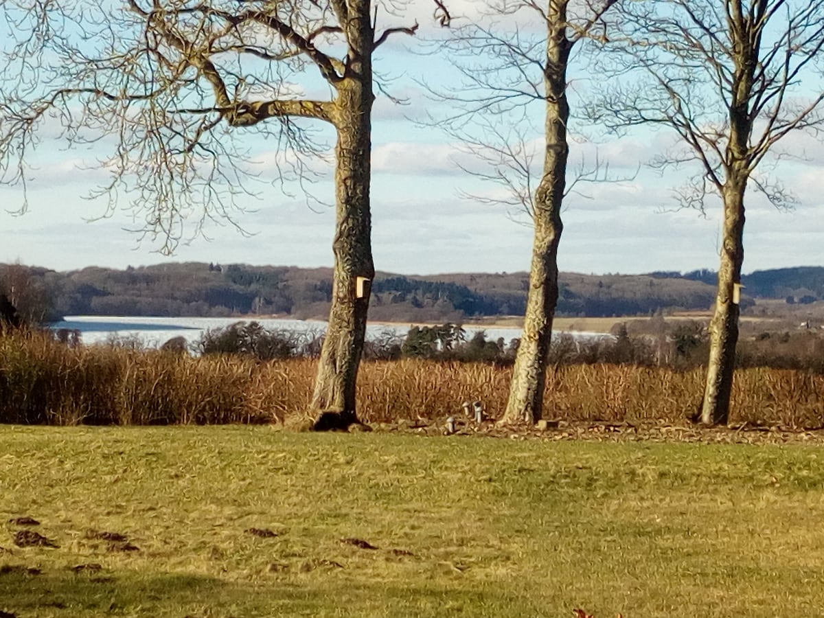 A serene landscape is depicted with two trees in the foreground, each bearing a small birdhouse. In the background, a calm body of water reflects the sky, surrounded by rolling hills and sparse foliage, accentuated by a grassy area in the foreground.