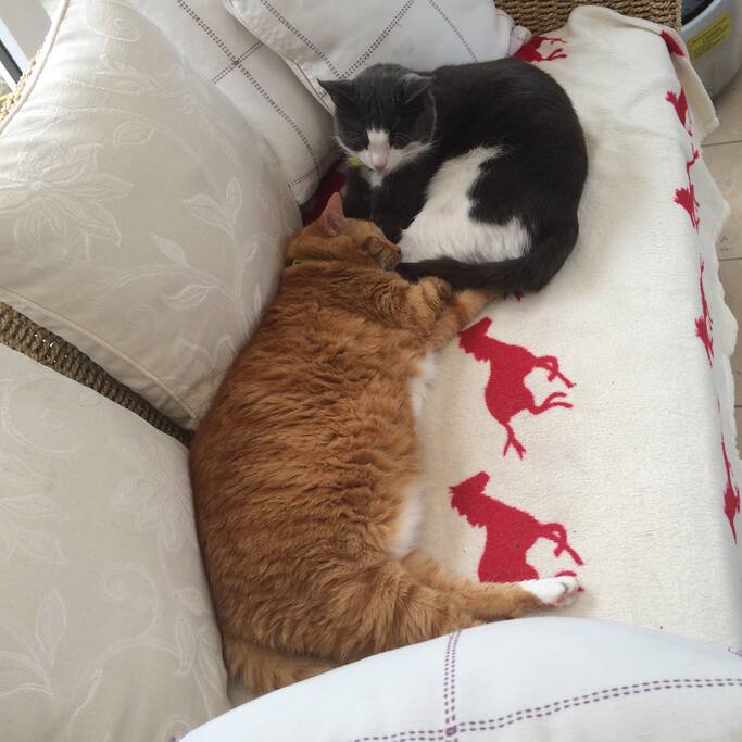 we have two cats - Omar Little and Tiger Dave