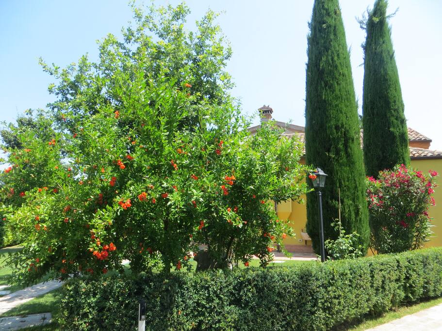 Giardino