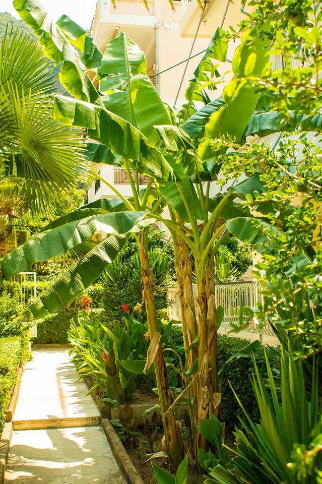 Lush greenery lines a pathway, featuring towering banana plants alongside vibrant tropical foliage. The sunlight filters through the leaves, creating a serene atmosphere in the garden setting, leading visitors toward the entrance of the building.
