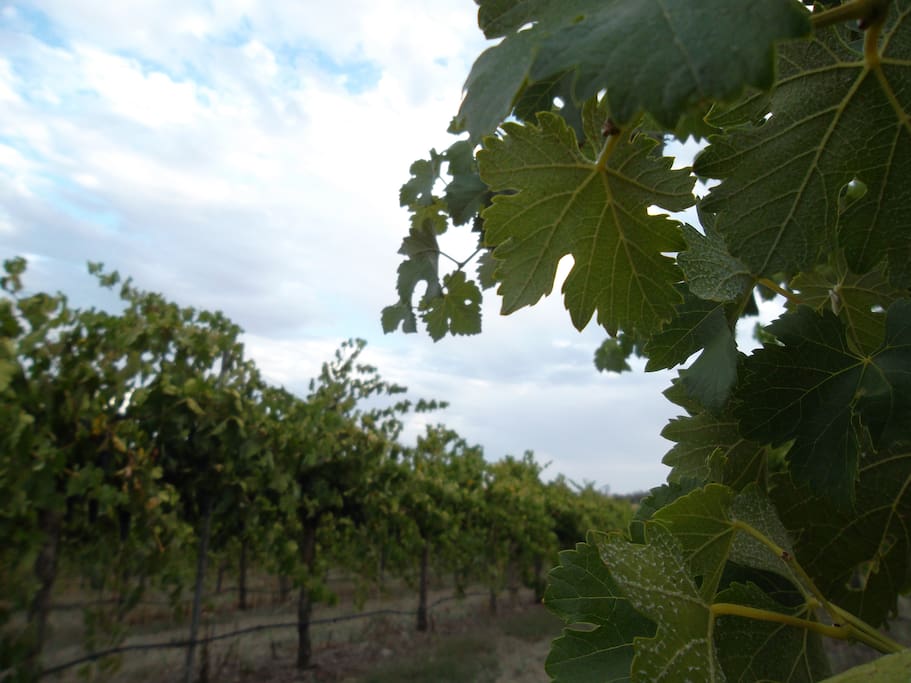 Take a stroll amongst the vines