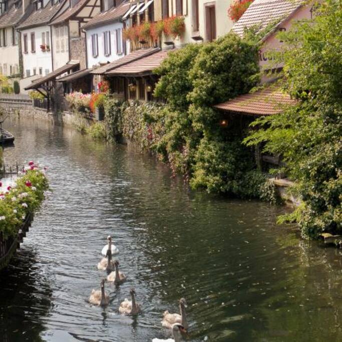 Les cygnets sur la Lauch
