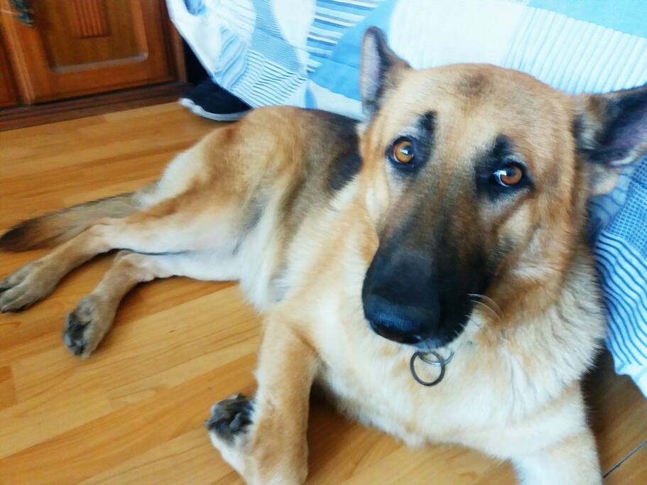 Luna. No duerme en la habitación pero suele visitar :)