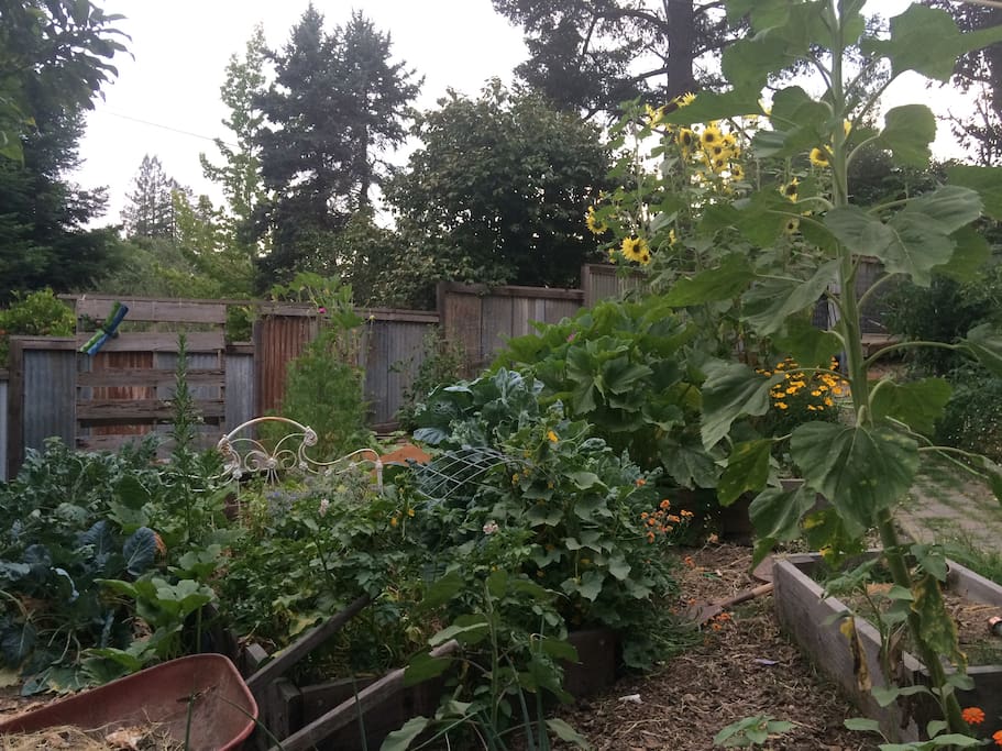 Summer Garden