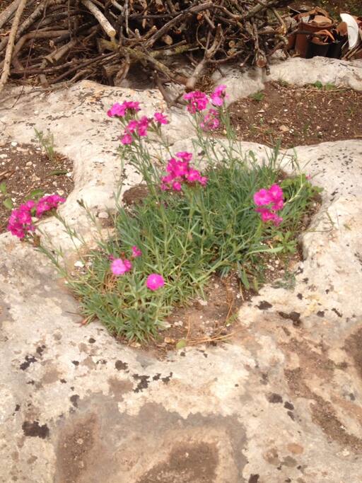 giardino