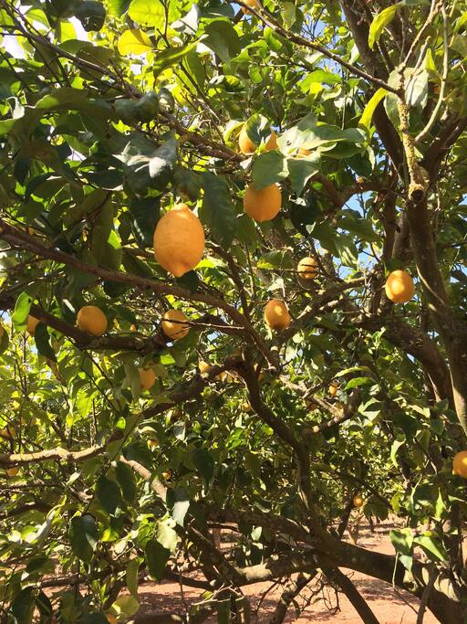 Pick fruit in the yard and make fresh lemonade.