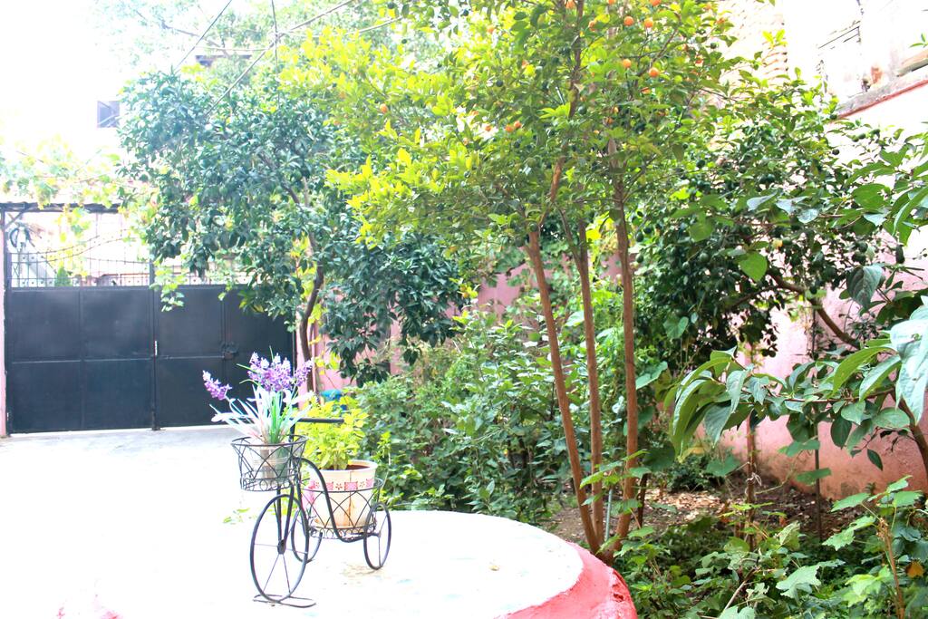 The garden