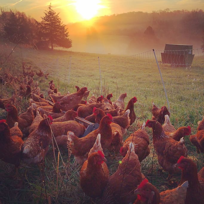 Our laying hens look best in the dawn light.