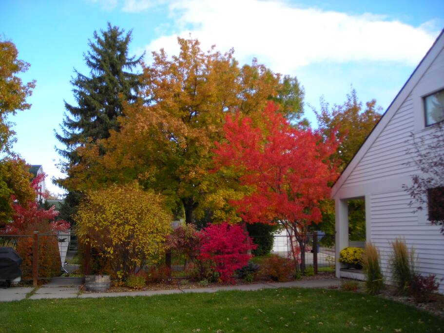 Back yard Fall color.