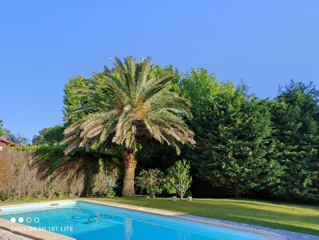 A tranquil garden area is illuminated by sunlight, featuring a refreshing pool surrounded by lush greenery. A tall palm tree stands prominently beside the pool, while neatly trimmed hedges and a variety of plants contribute to the serene outdoor atmosphere.