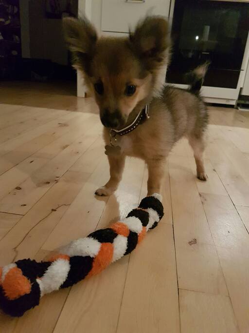 Our dog is a 2 kg beast and won't have access to your room at any time.
