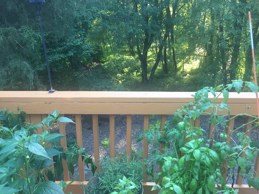 Wooded back of the house from deck