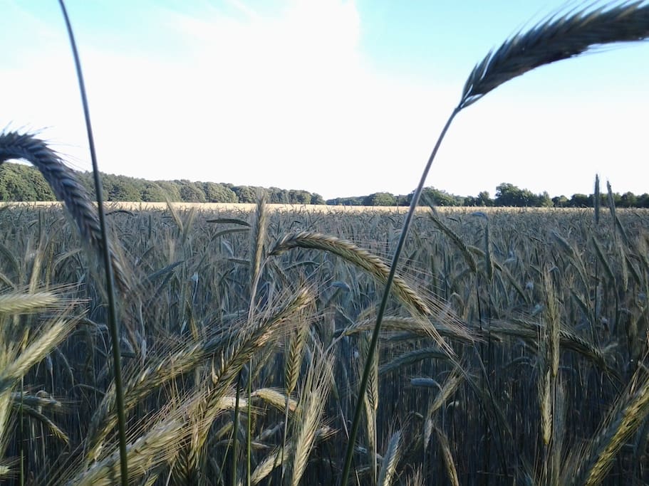 Einfach mal den Alltag vergessen und zurück in die Natur...