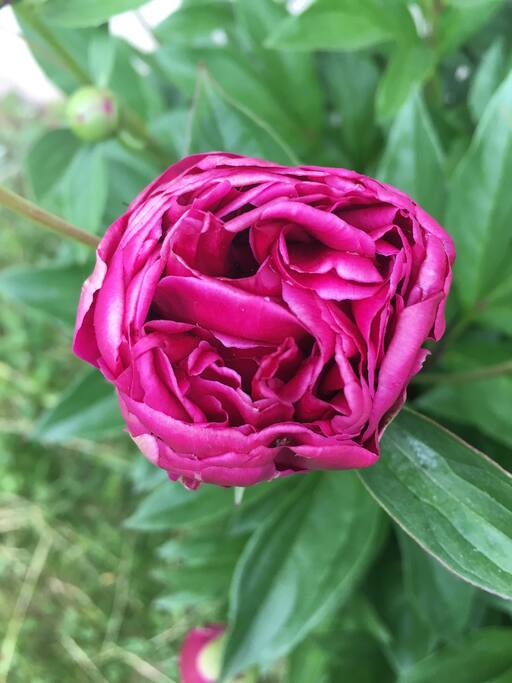 Peony Bush