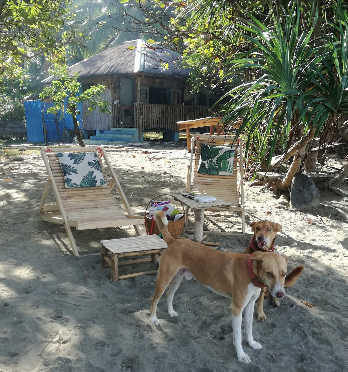 Two bamboo lounge chairs are positioned on the sandy beach, each adorned with tropical-patterned cushions. A dog is seen in the foreground, with a colorful basket nearby. A bungalow with a thatched roof and greenery surrounds the area in the background.