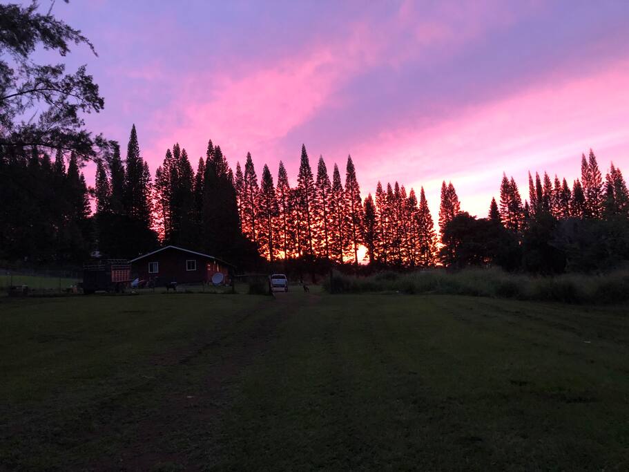Kalopa Sunsets
