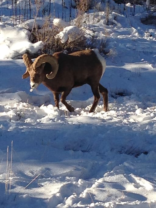 A mountain Ram outside the back door