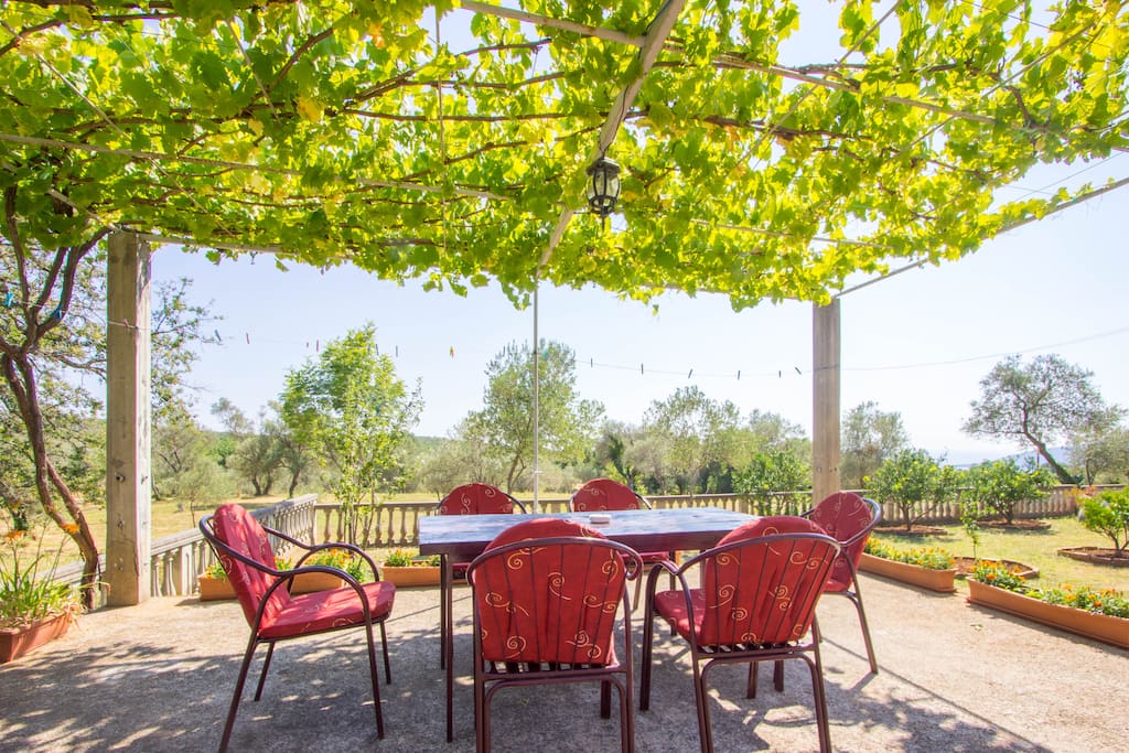Siting area under grape vine