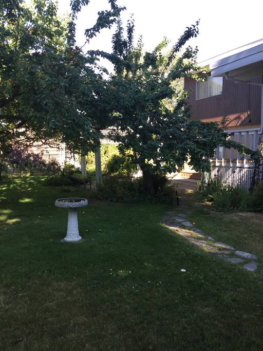 Private yard with fruit trees