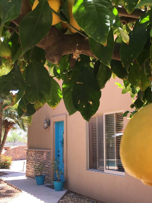 Free lemons everyday!