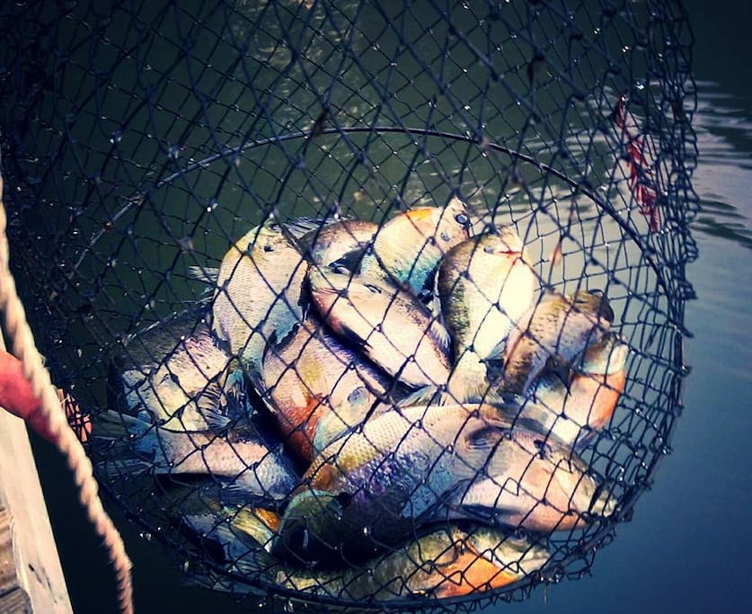 Great fishing off the dock!