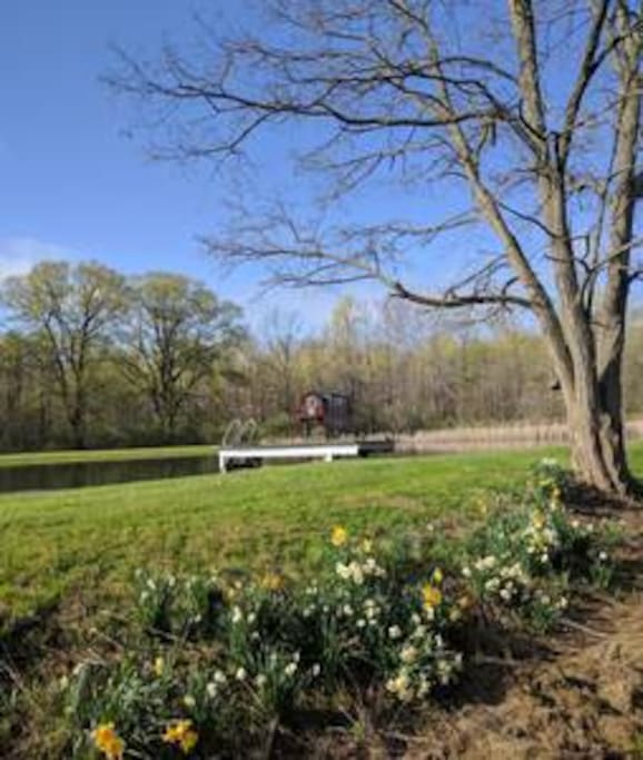 The Pond is a large, deep, very clean pond with lots of wildlife: deer, turtles, fish, birds, frogs, foxes and many others.