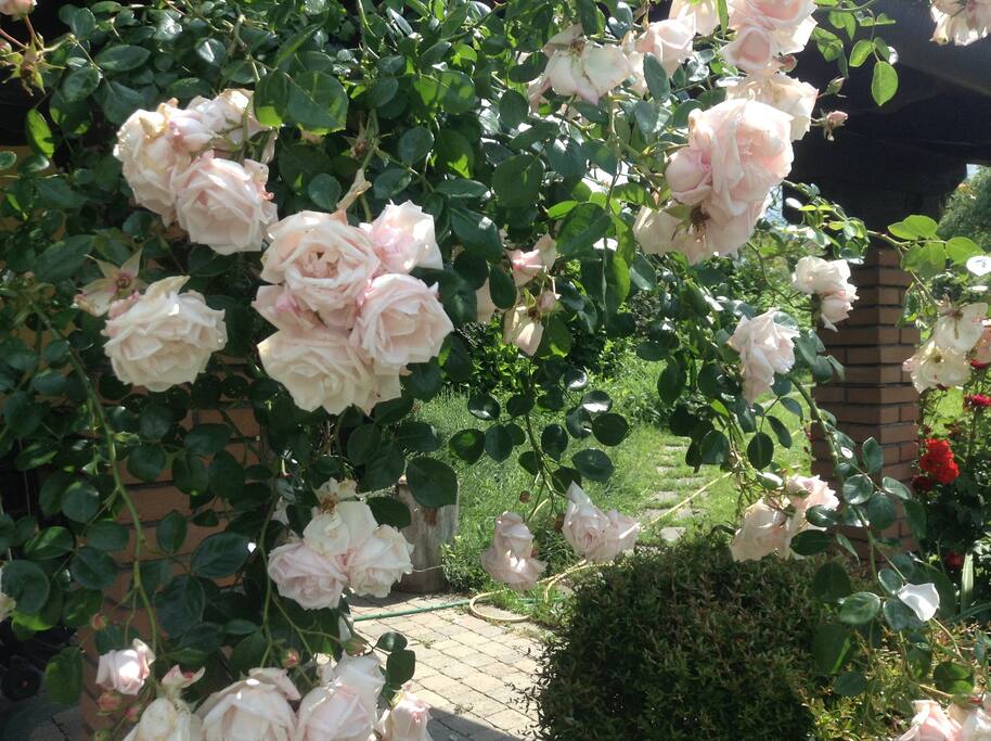 Giardino