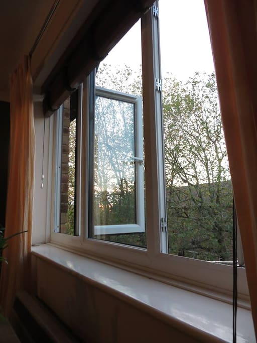 Tree view from lounge